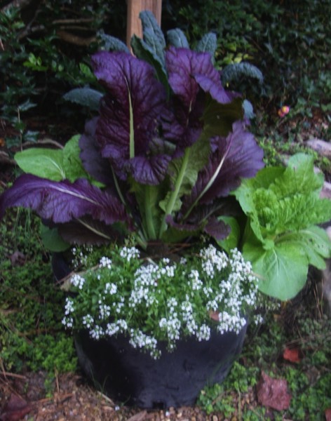 Kale Red mustard in pots